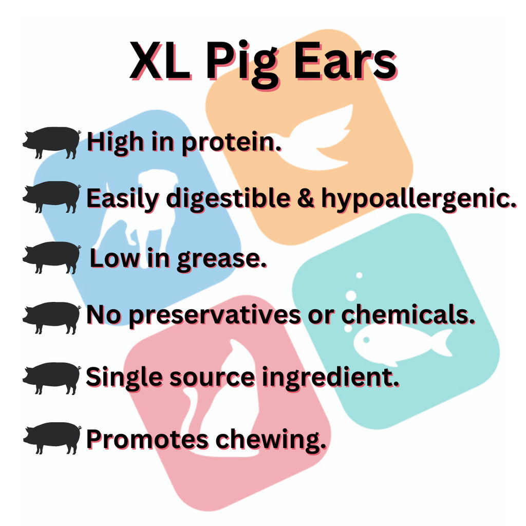 Extra Large Pig Ears for Dogs Natural High Protein Low Fat Hypoallergenic Treats